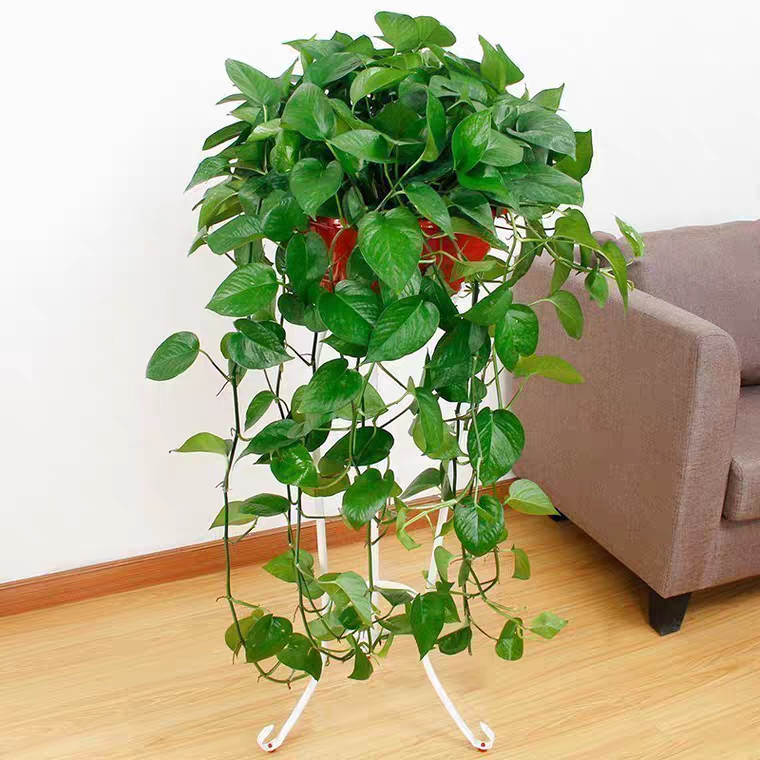 大吊绿萝绿箩盆栽 桌面大绿萝 