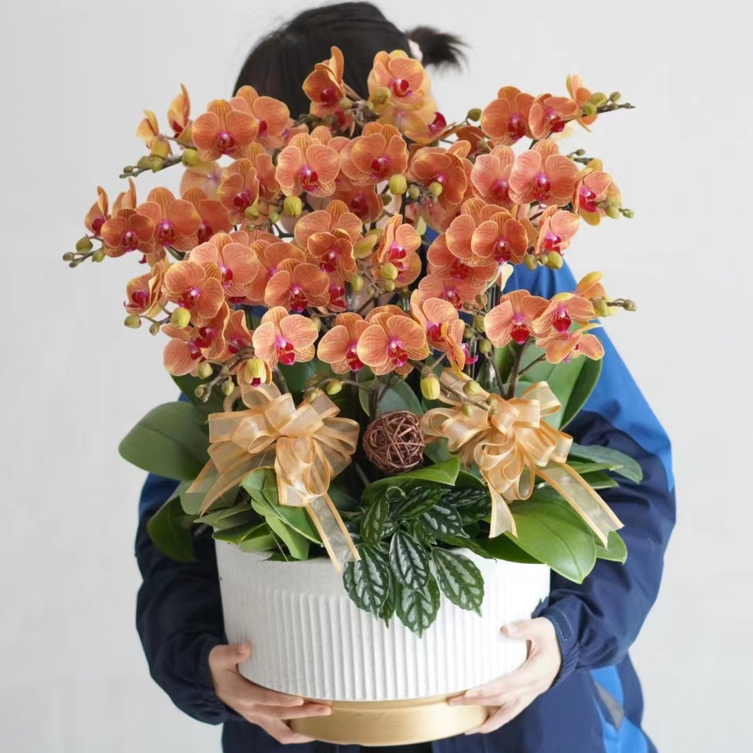 蝴蝶兰盆栽 1510-13 黄