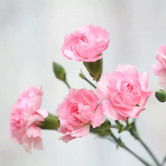 多头粉色康乃馨1枝【每枝≥3朵
