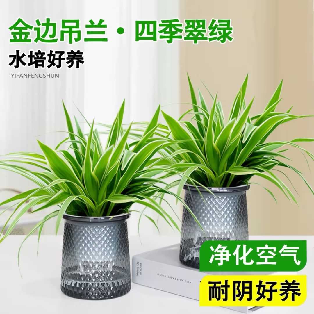 金边吊兰【水培】4016