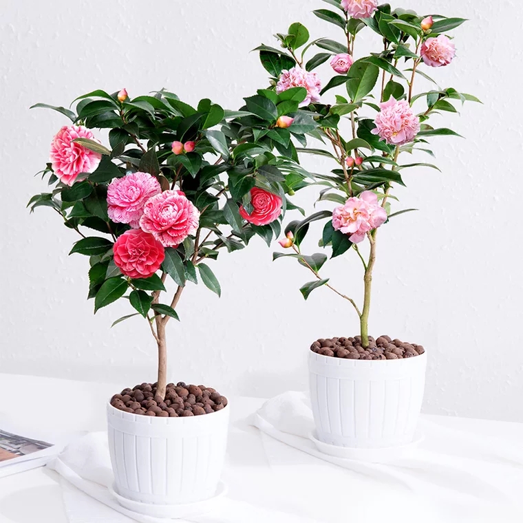 茶花(小号)植物盆栽 开花植物 耐活好养