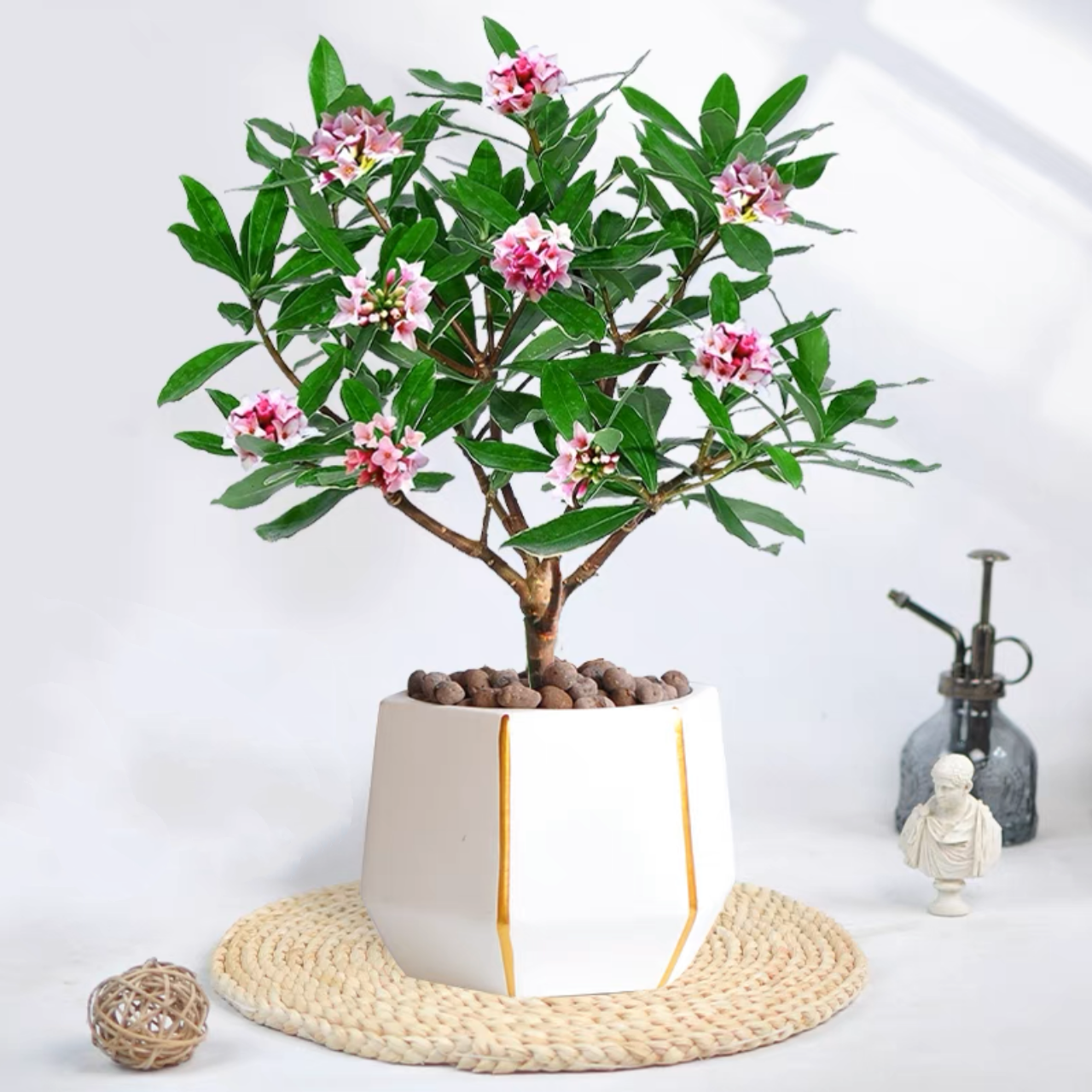 瑞香 植物盆栽 金边瑞香 浓香