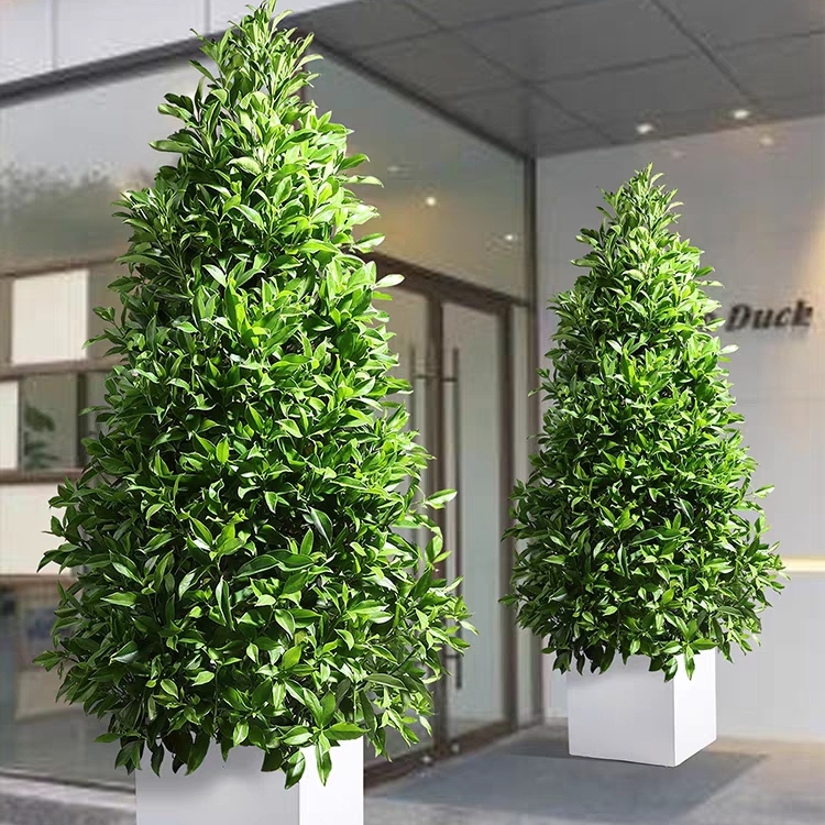 非洲茉莉 宝塔型植物盆栽