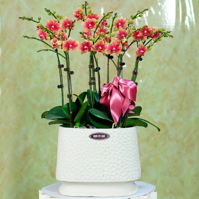 蝴蝶兰 1508-16 小年糕