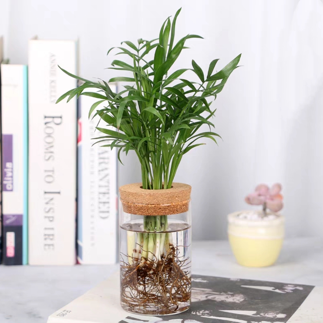 水培袖珍椰子+玻璃生态瓶 网红