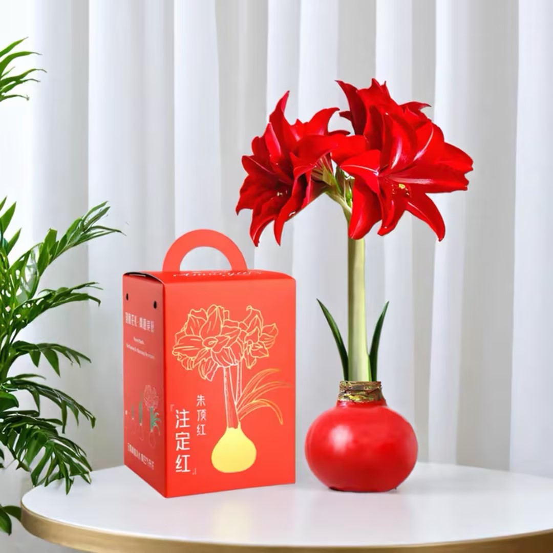 进口蜡封朱顶红无土无水懒人植物