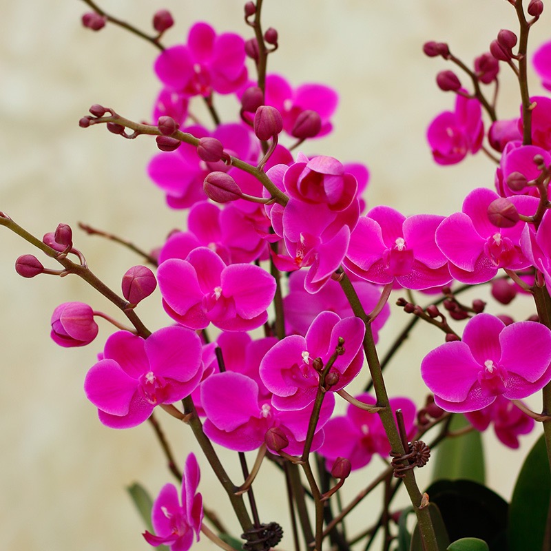 蝴蝶兰 1508-32 满天红