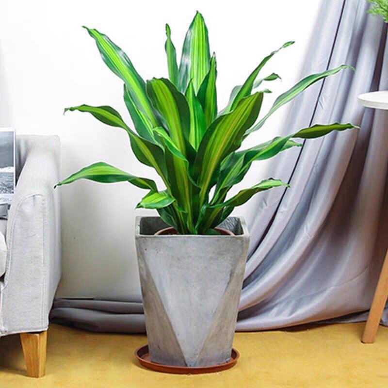 也门铁 巴西铁 2006