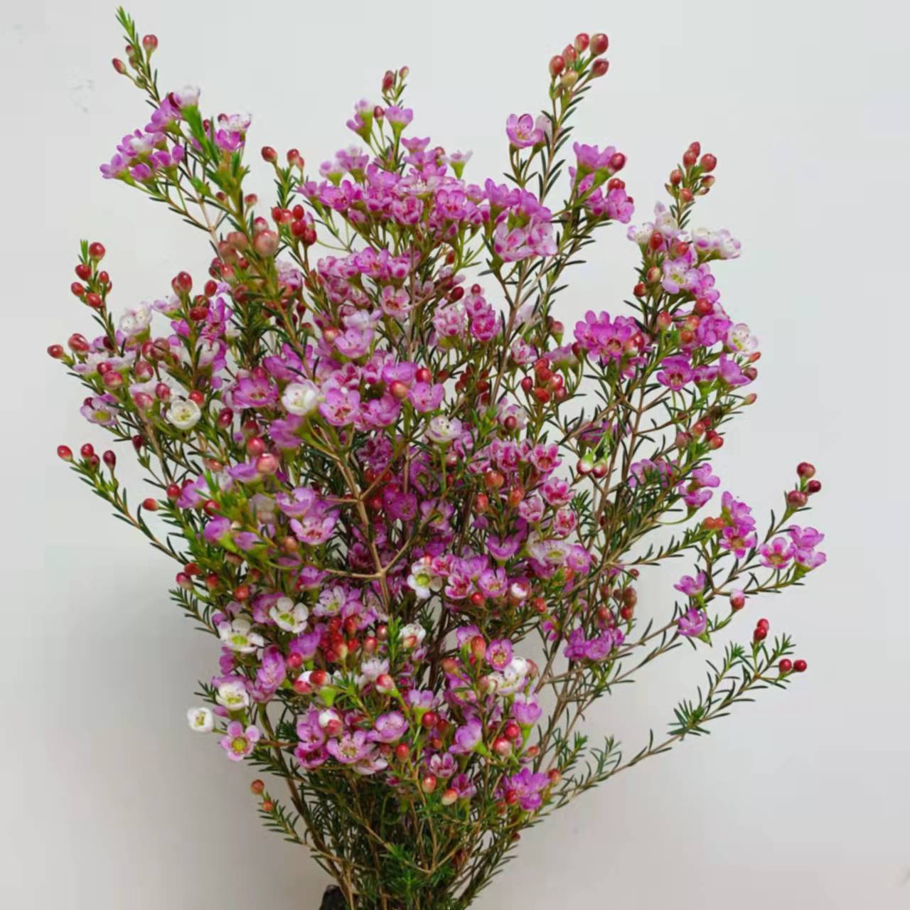 澳梅 奥梅 粉色澳梅  腊梅 