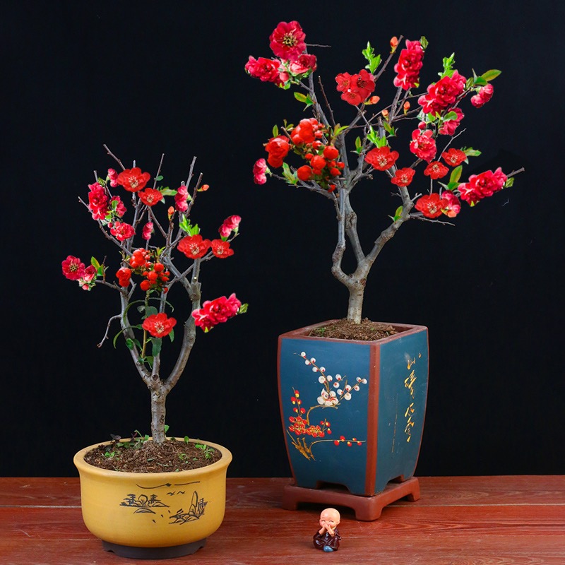 木本海棠花 植物盆栽