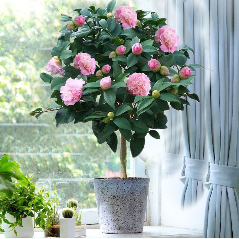 茶花(中号) 植物盆栽 开花植