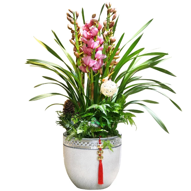 粉色大花惠兰 兰花盆栽 韩国蕙