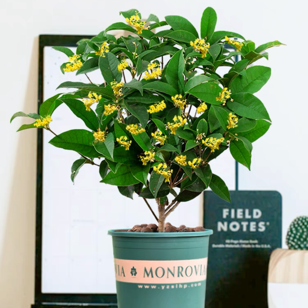 桂花 小植物盆栽