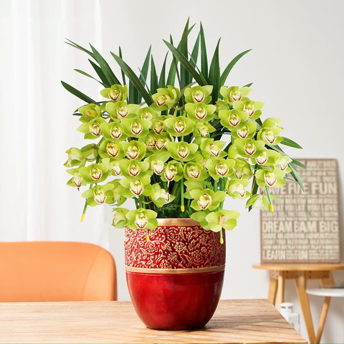 绿色大花惠兰 韩国垂兰 大花蕙