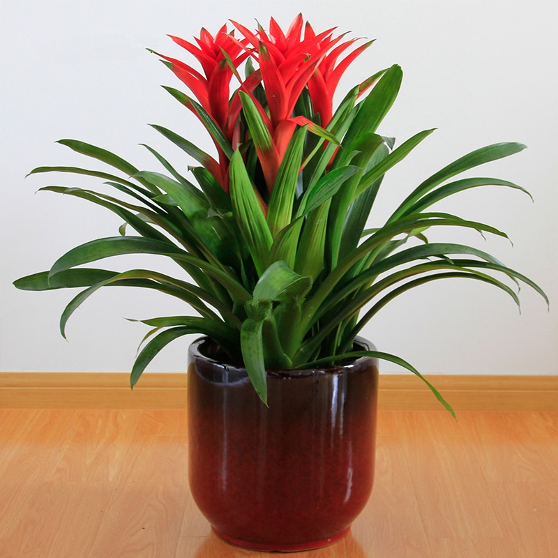 鸿运当头 凤梨 喜庆植物 3株/盆 台面款
