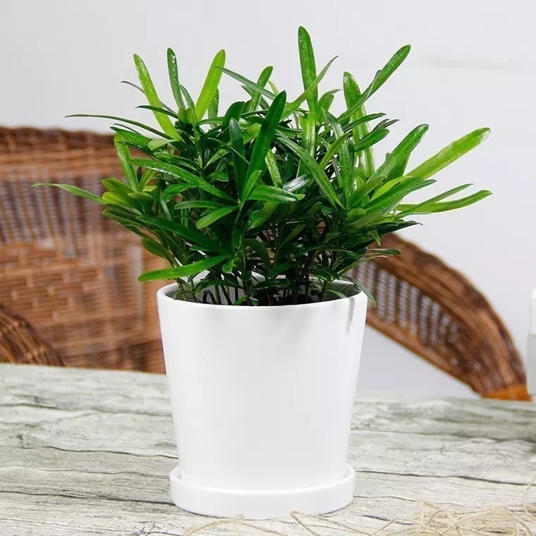 罗汉松办公室桌面盆栽小植物盆栽净化空气吸除甲醛好养好活花卉寓意好送礼送朋友