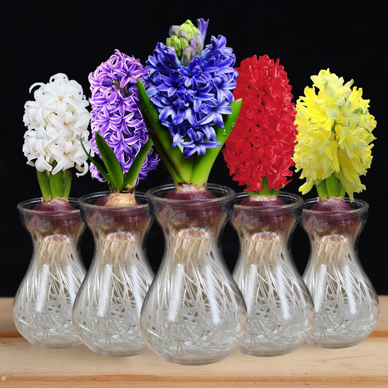 风信子 水培植物 配玻璃瓶