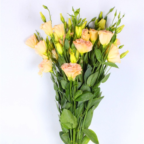 香槟色洋桔梗鲜切花1扎10-1