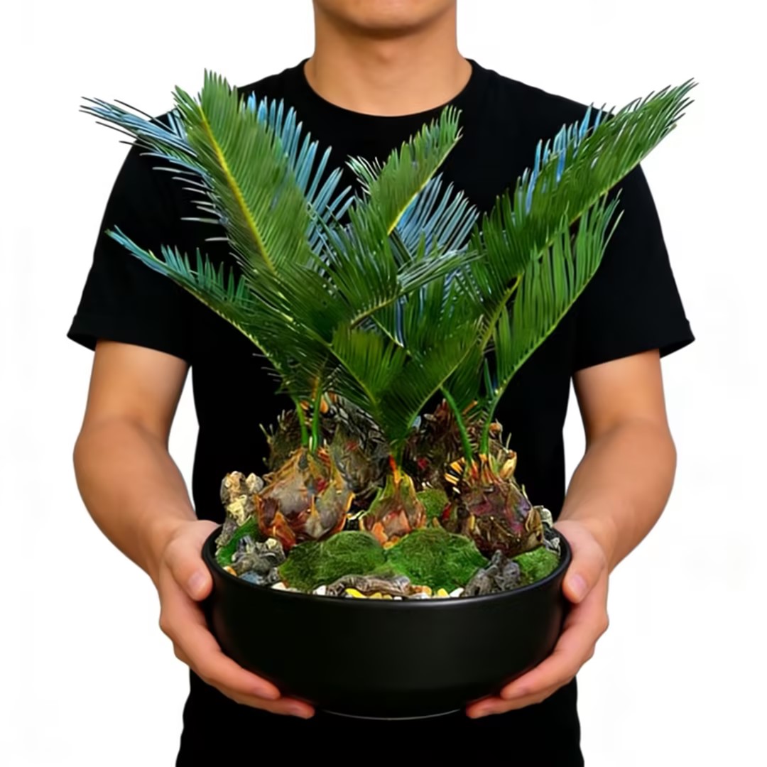 多头铁树盆景桌面植物室内办公室绿植客厅四季常青桌面花卉盆景乔迁开业送礼送花上门