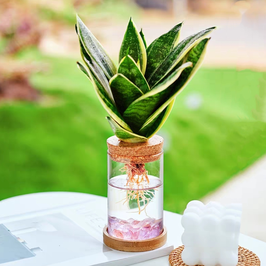 水培虎皮兰+玻璃生态瓶 网红款水培盆栽