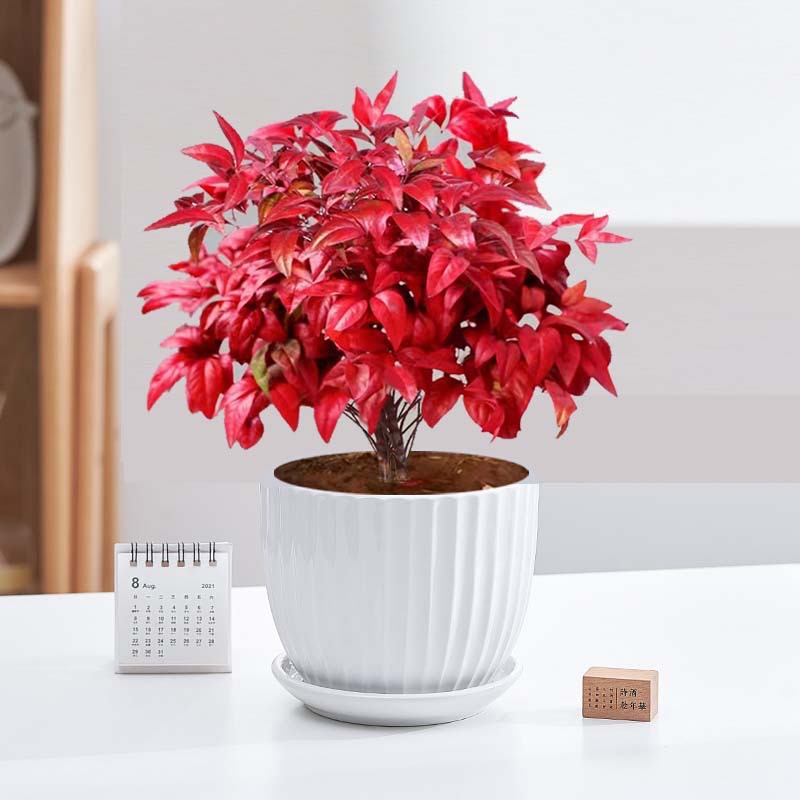火焰南天竹 Nandina 桌面植物盆栽