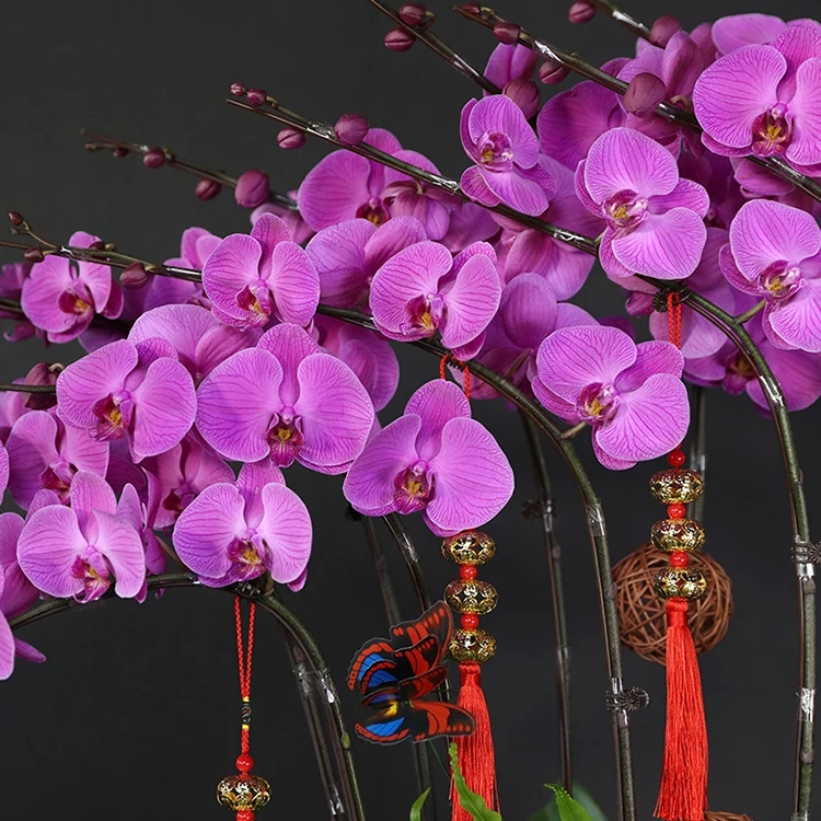 蝴蝶兰1510-10大辣椒蝴蝶