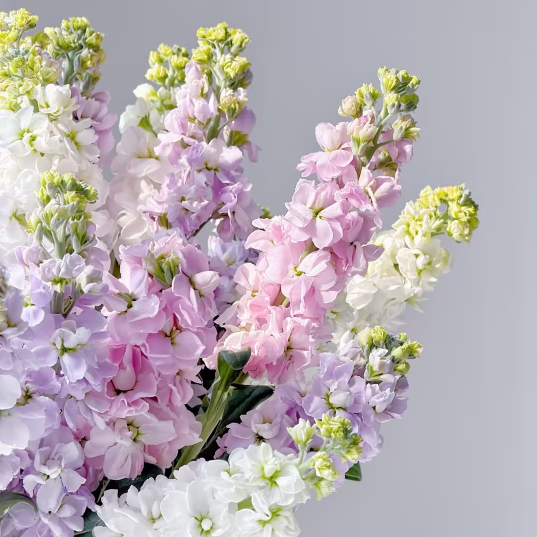 紫罗兰鲜花1扎家庭生活鲜花室内