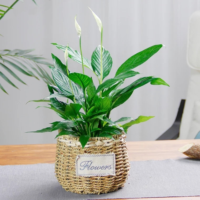 白掌常绿植物开花植物盆栽好养好