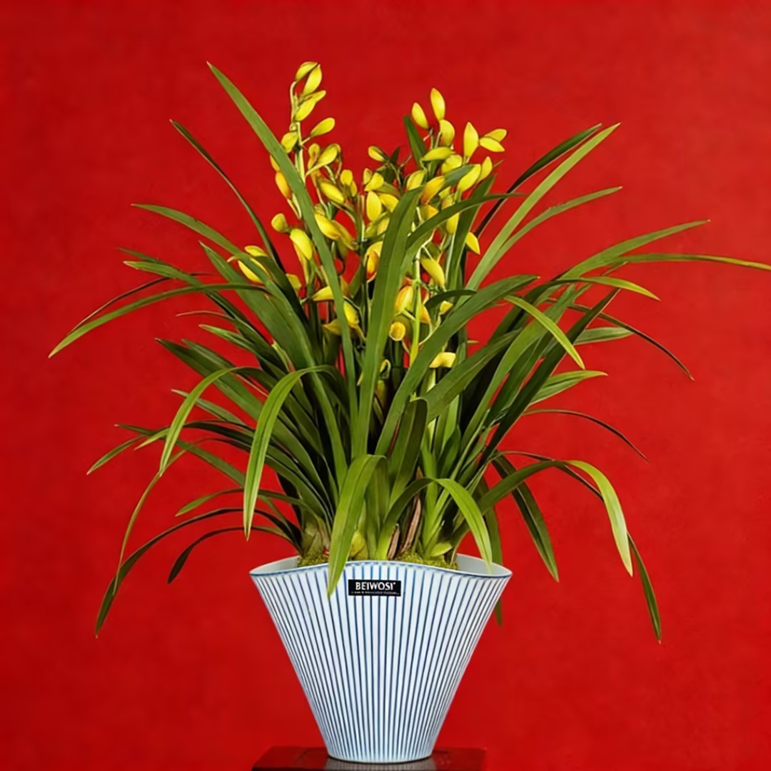 大花蕙兰 兰花盆栽 直兰20