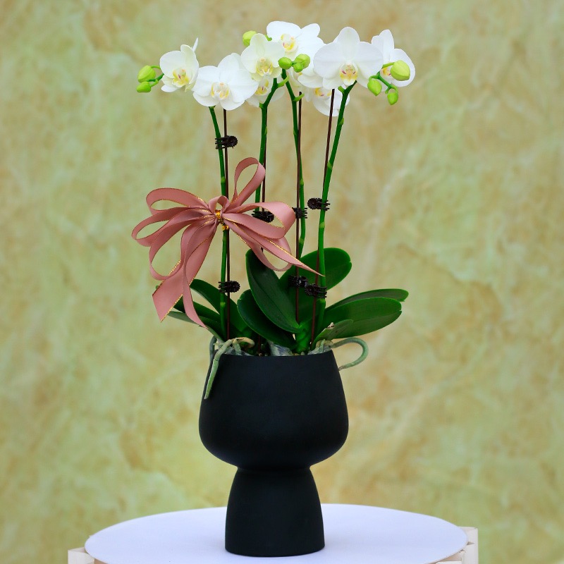 白色蝴蝶兰盆栽带花苞花卉绿植室