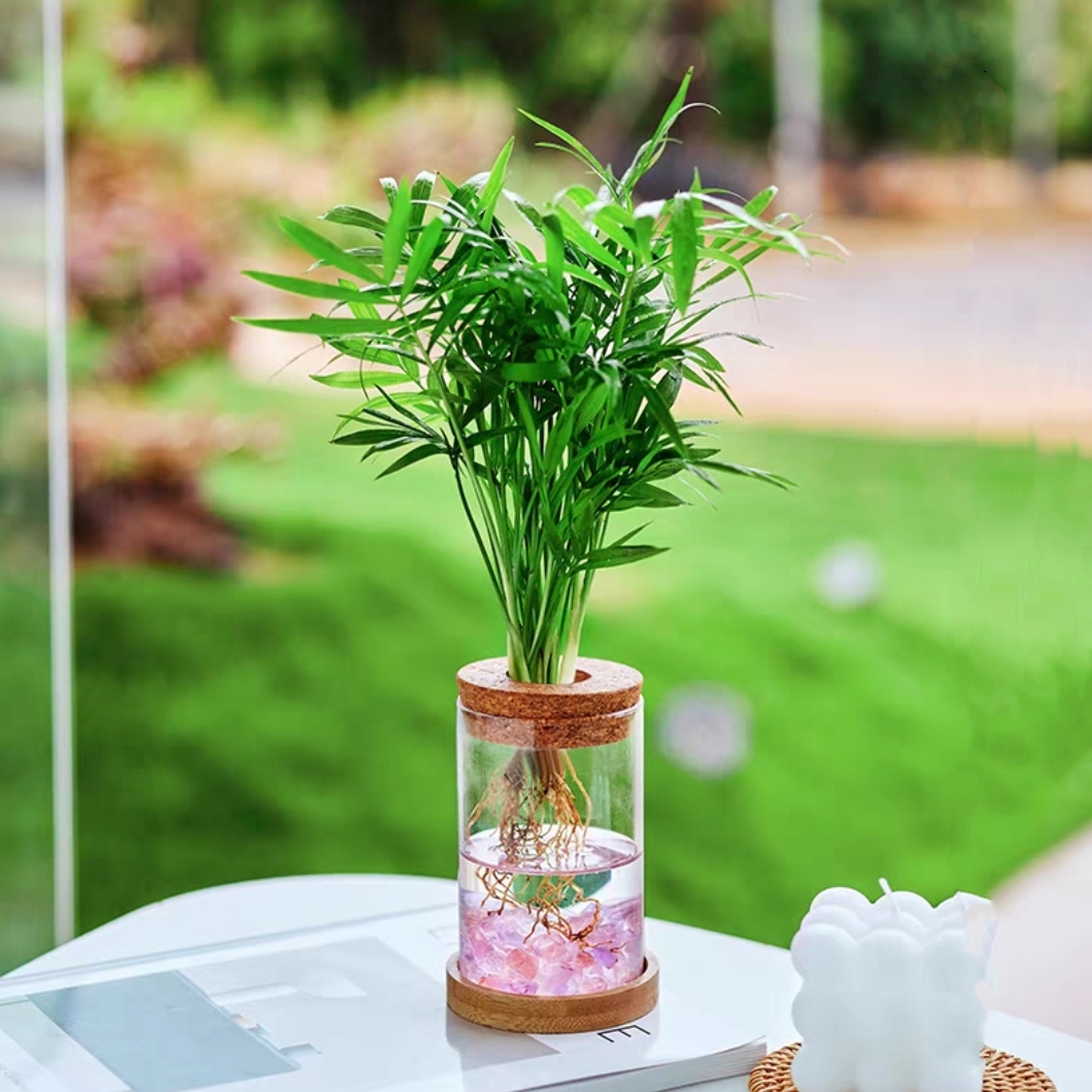 水培袖珍椰子+玻璃生态瓶 网红