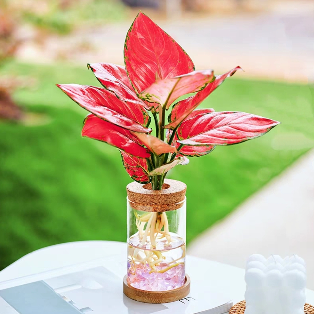 吉利红配水培生态玻璃瓶网红植物