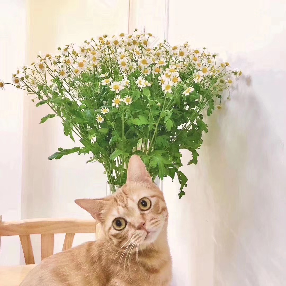 洋甘菊鲜切花1扎5枝左右网红家