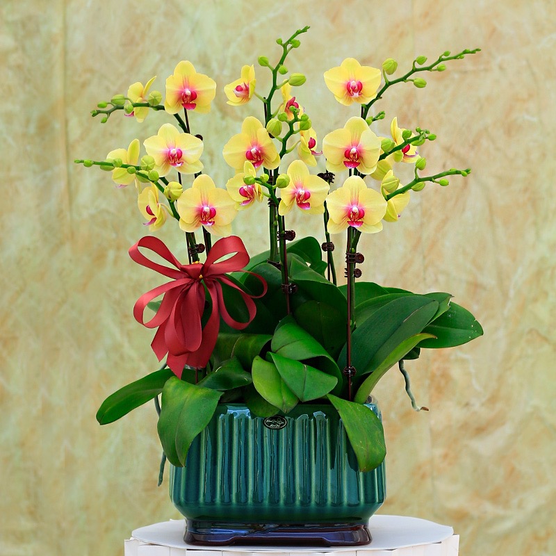 蝴蝶兰 1506-18黄色蝴蝶