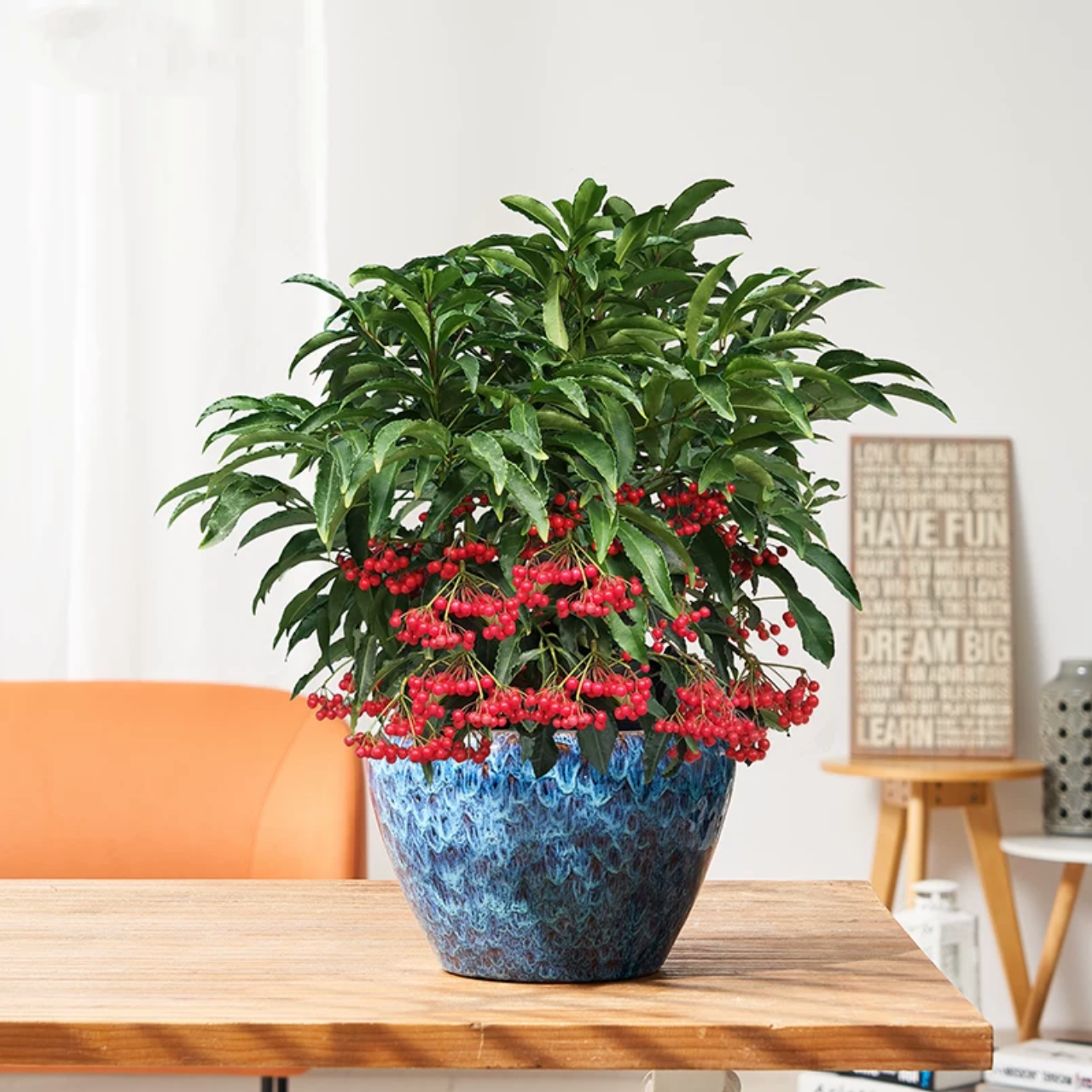 富贵籽3株组合盆栽