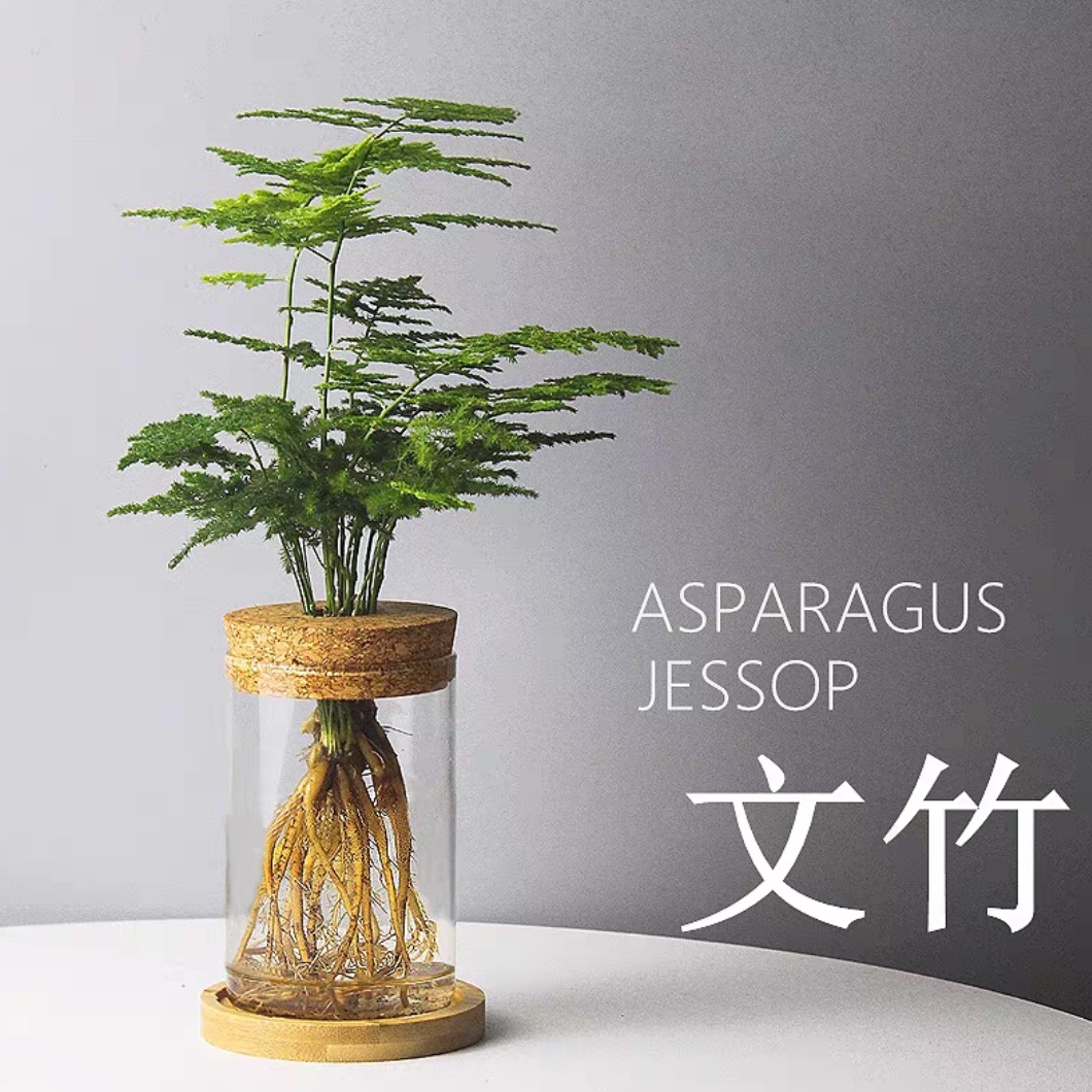 水培文竹+玻璃生态瓶网红水培桌面小植物盆栽好养植物花卉水培盆栽清爽干净盆栽