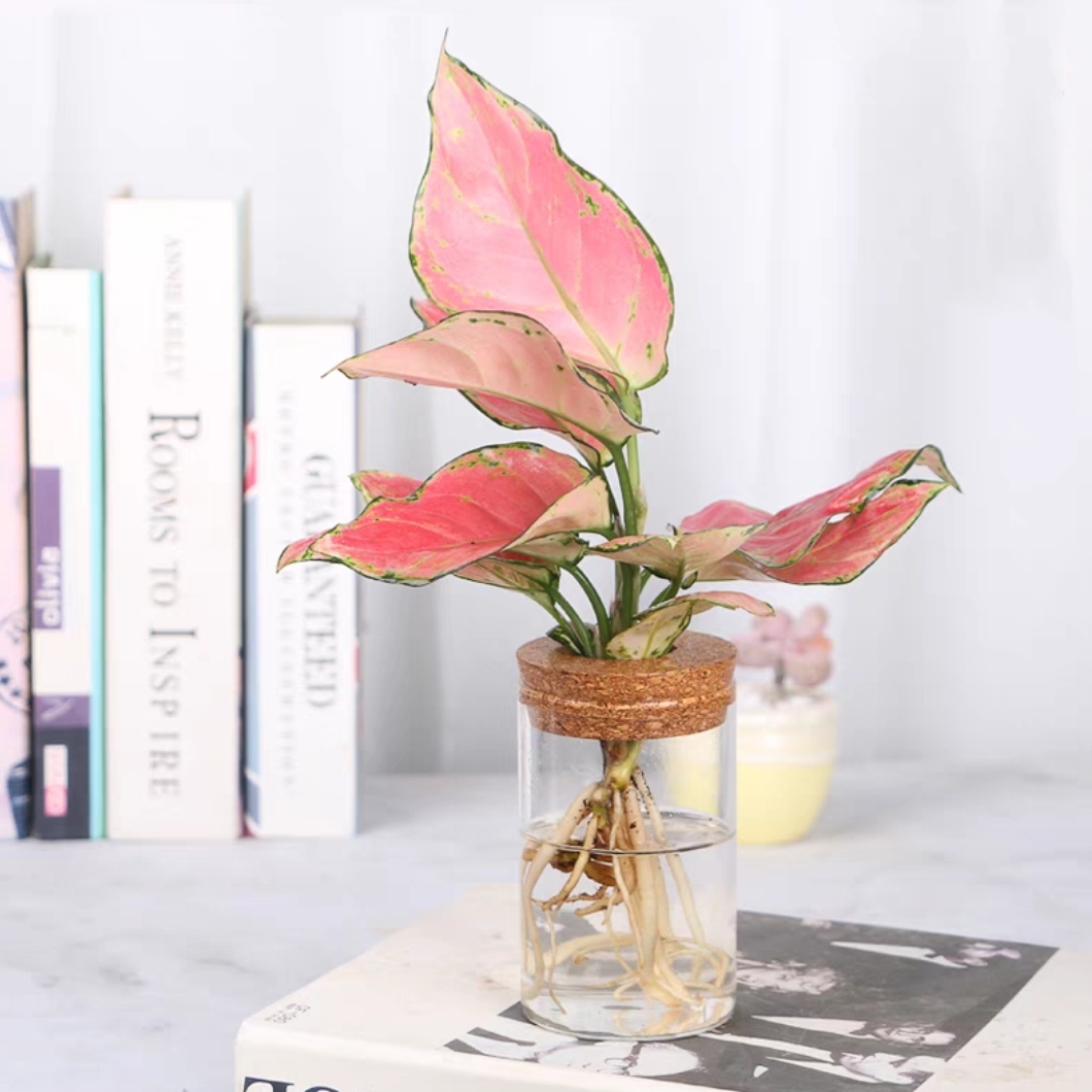 吉利红配水培生态玻璃瓶网红植物