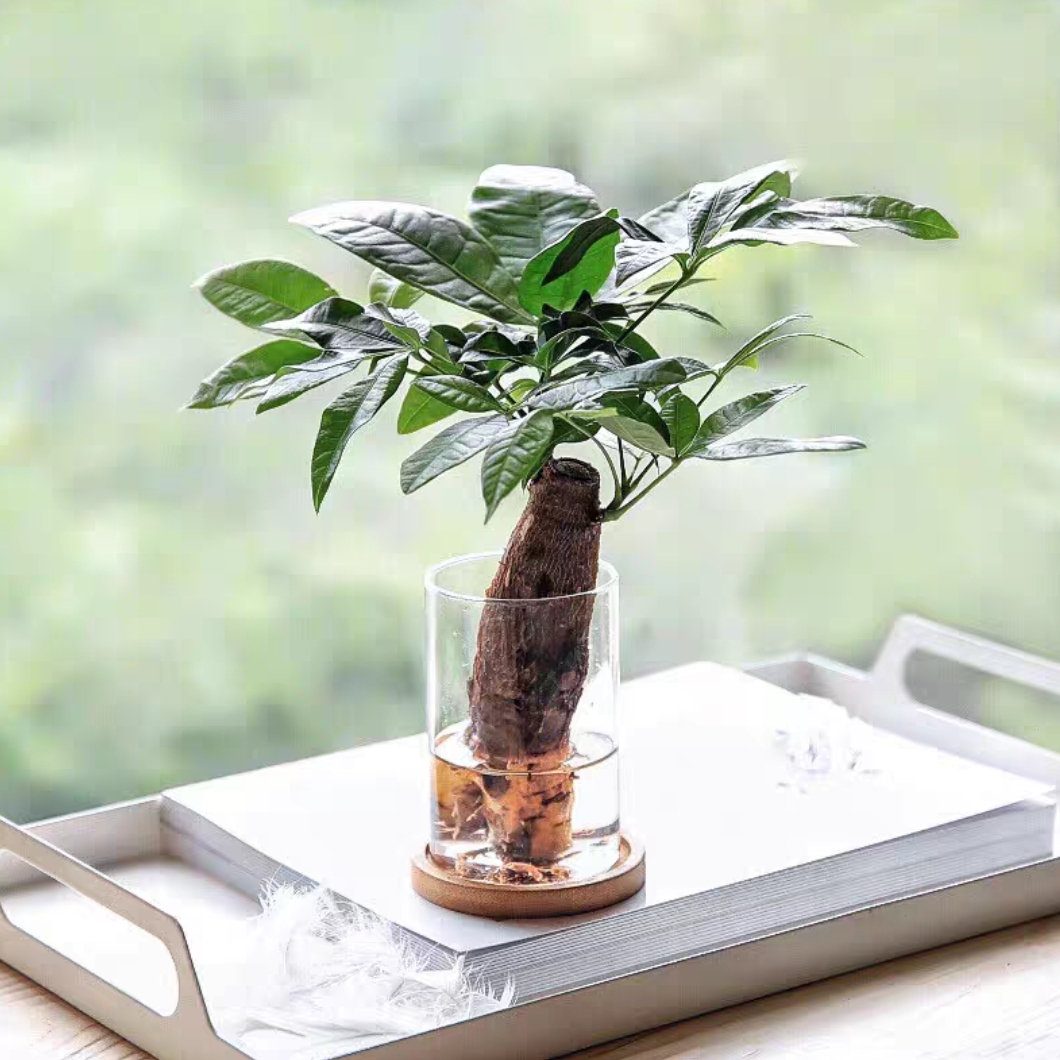 水培发财树+生态玻璃瓶网红植物盆栽桌面小植物水培植物好养招财植物家居送花送盆栽