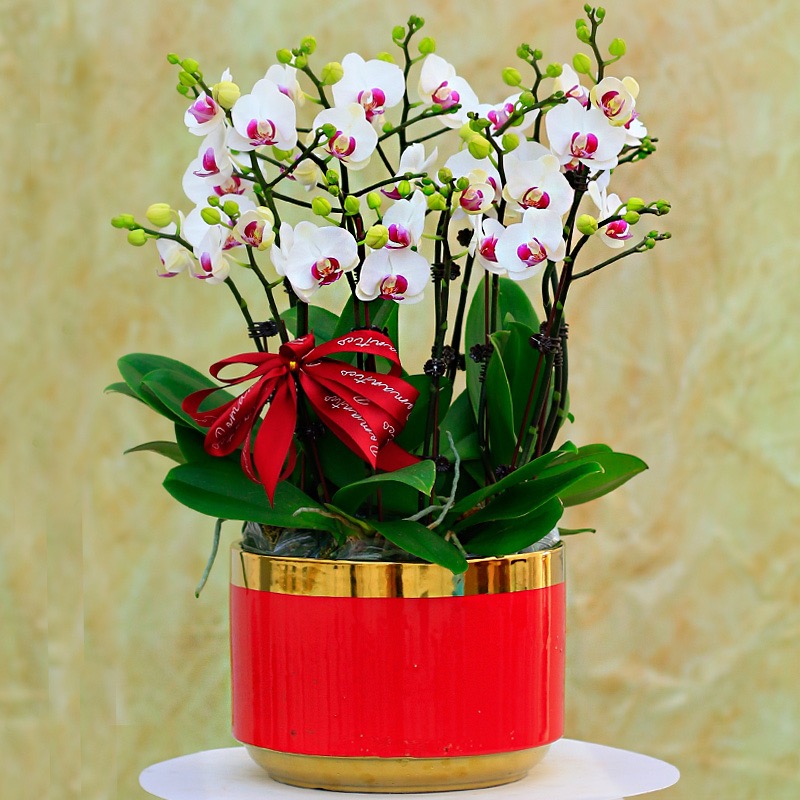 蝴蝶兰1506-01 雪域蝴蝶