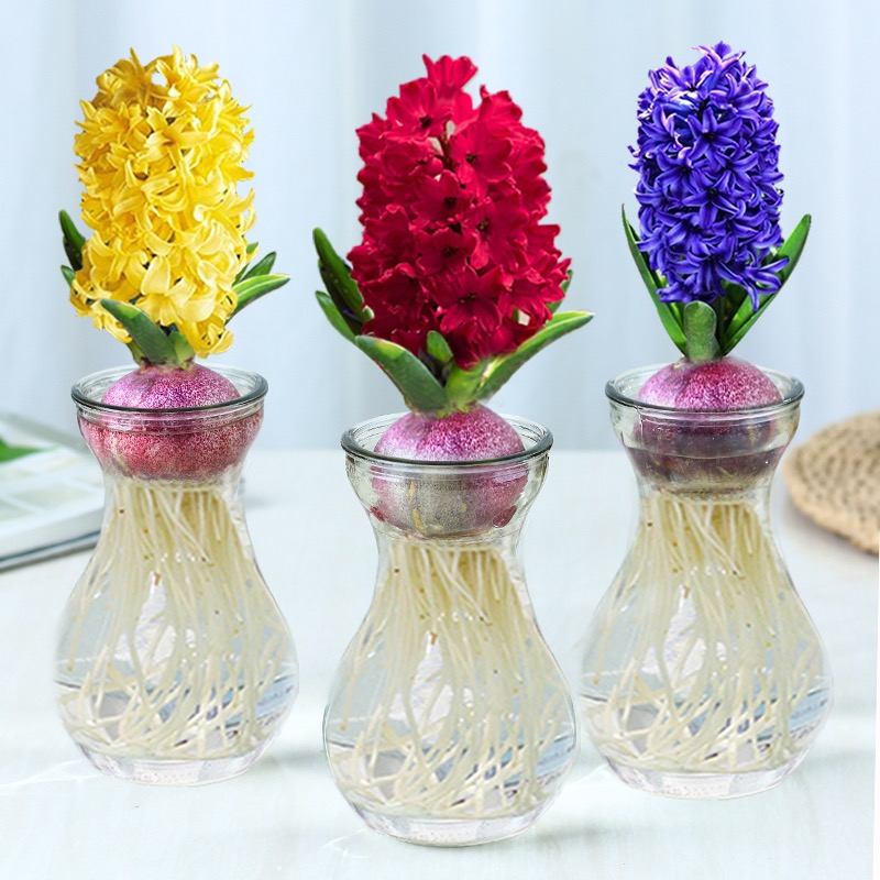 风信子 水培植物 配玻璃瓶