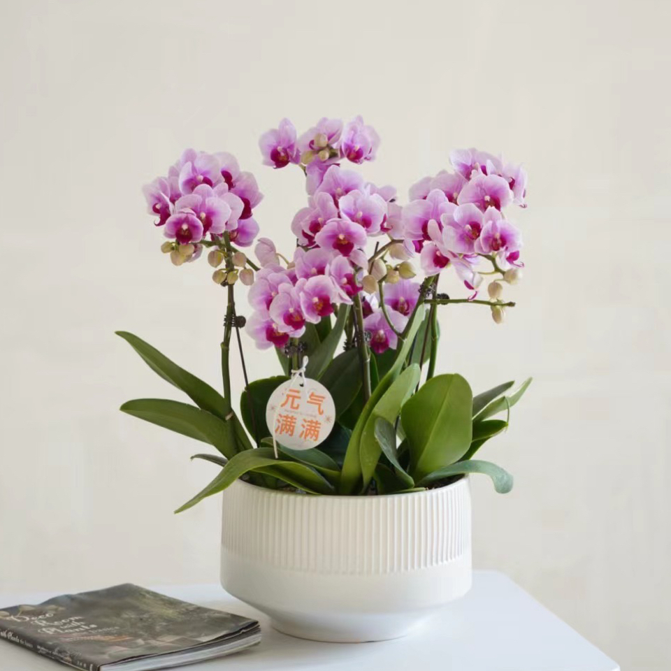 蝴蝶兰盆栽 1505-07 宝
