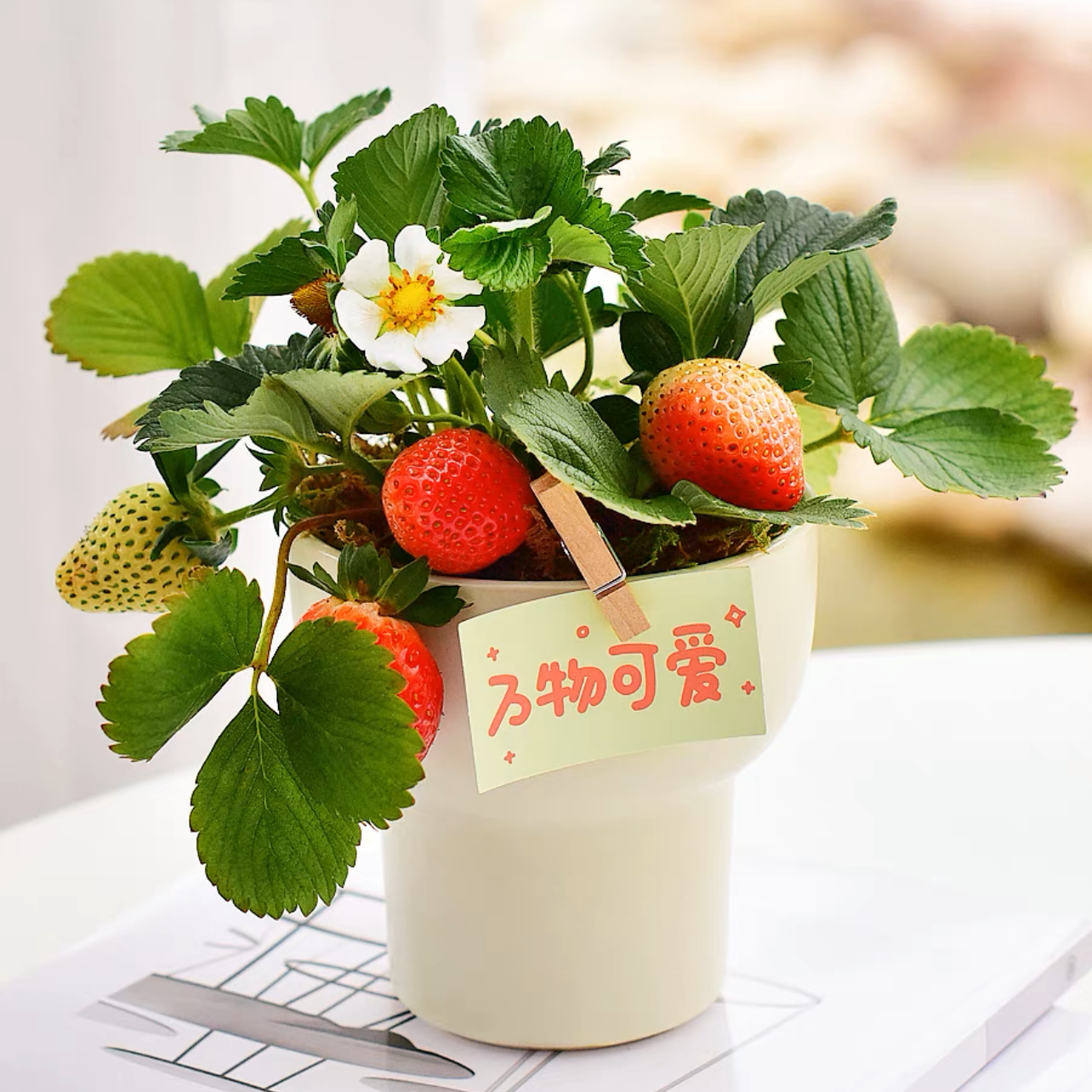 草莓植物盆栽 水果花卉