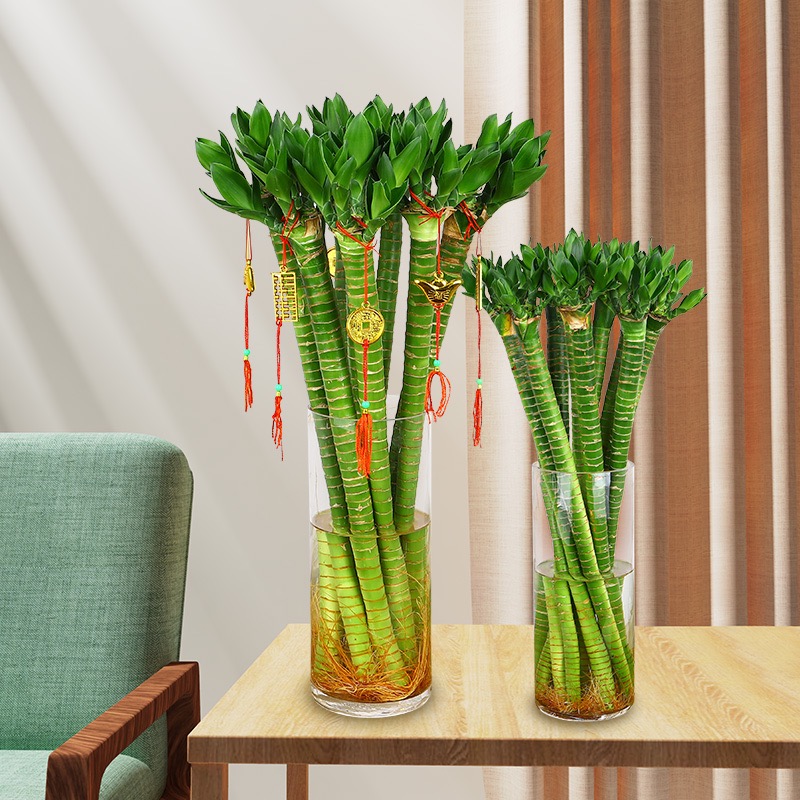 龙竹 10枝/扎 富贵竹节节高