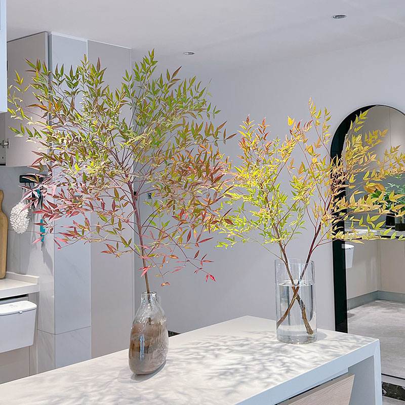 兰天竹 鲜切花 1枝 1.2米以上 蓝天竹兰天 南天竹