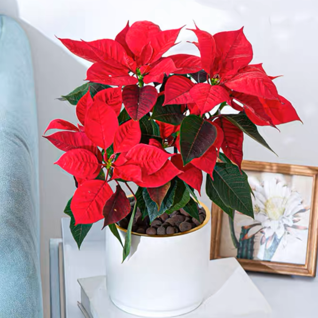 一品红 圣诞红 圣诞花盆栽30