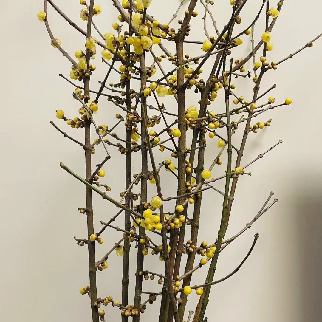 腊梅 1枝 鲜切花