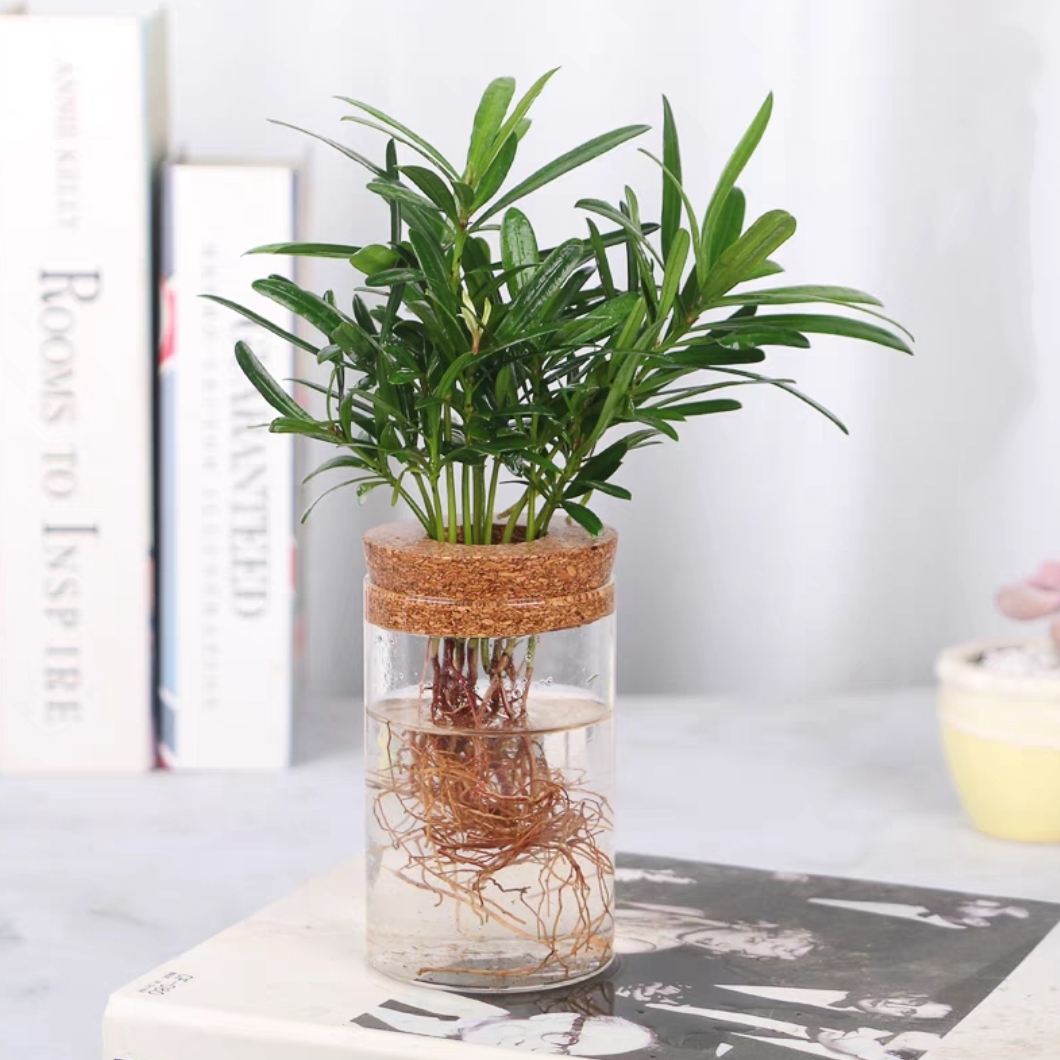 水培罗汉松+玻璃生态瓶1盆网红