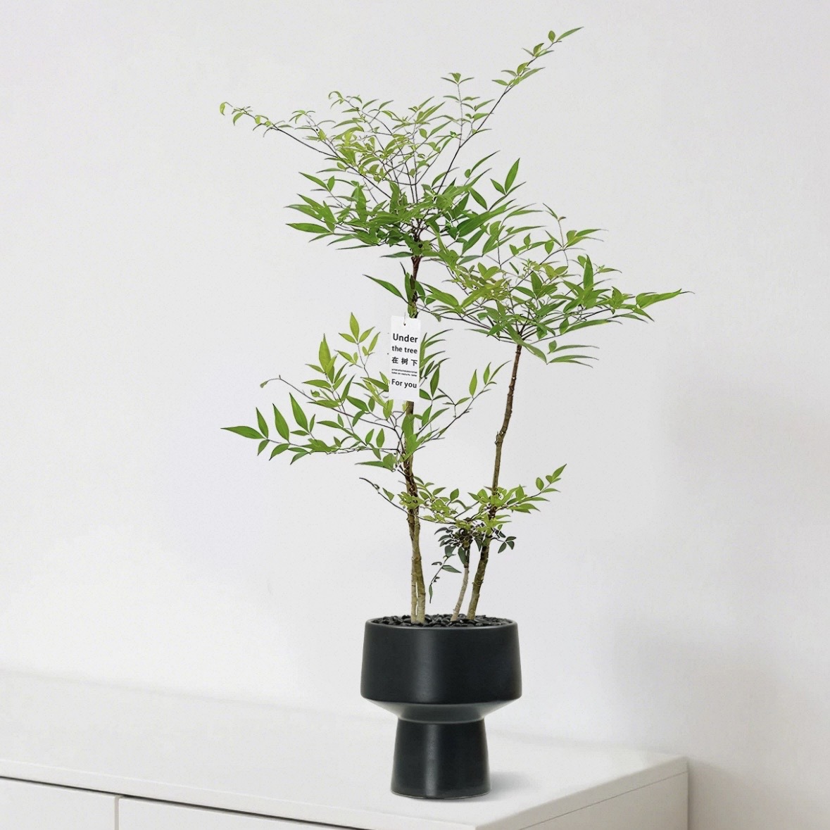 南天竹盆栽室内植物客厅玄关禅意