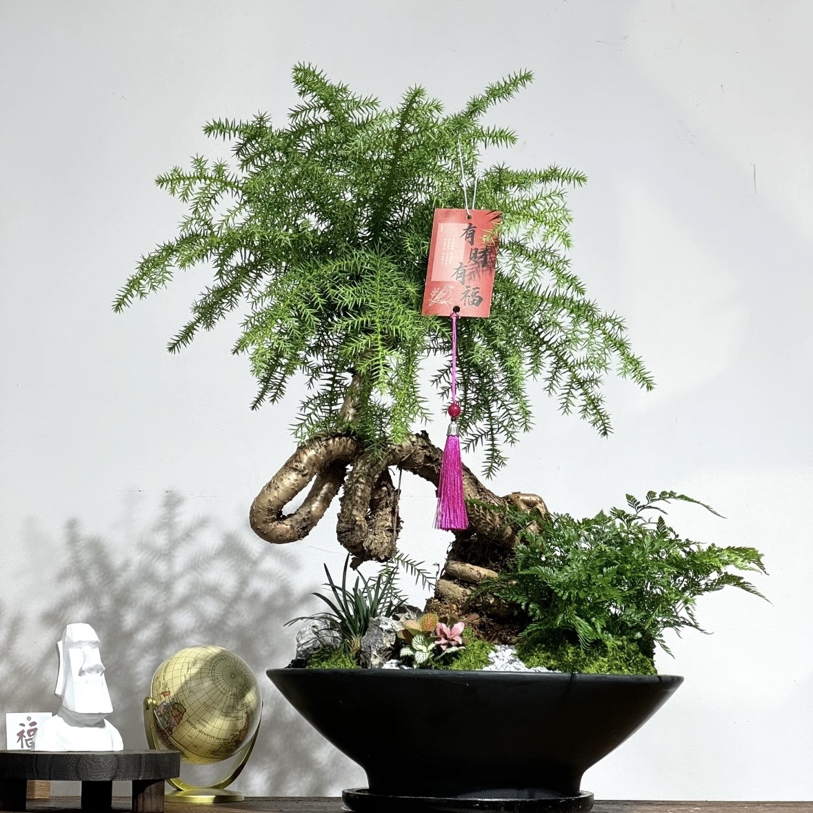 澳洲杉盆景盆景好养好活 奥州杉