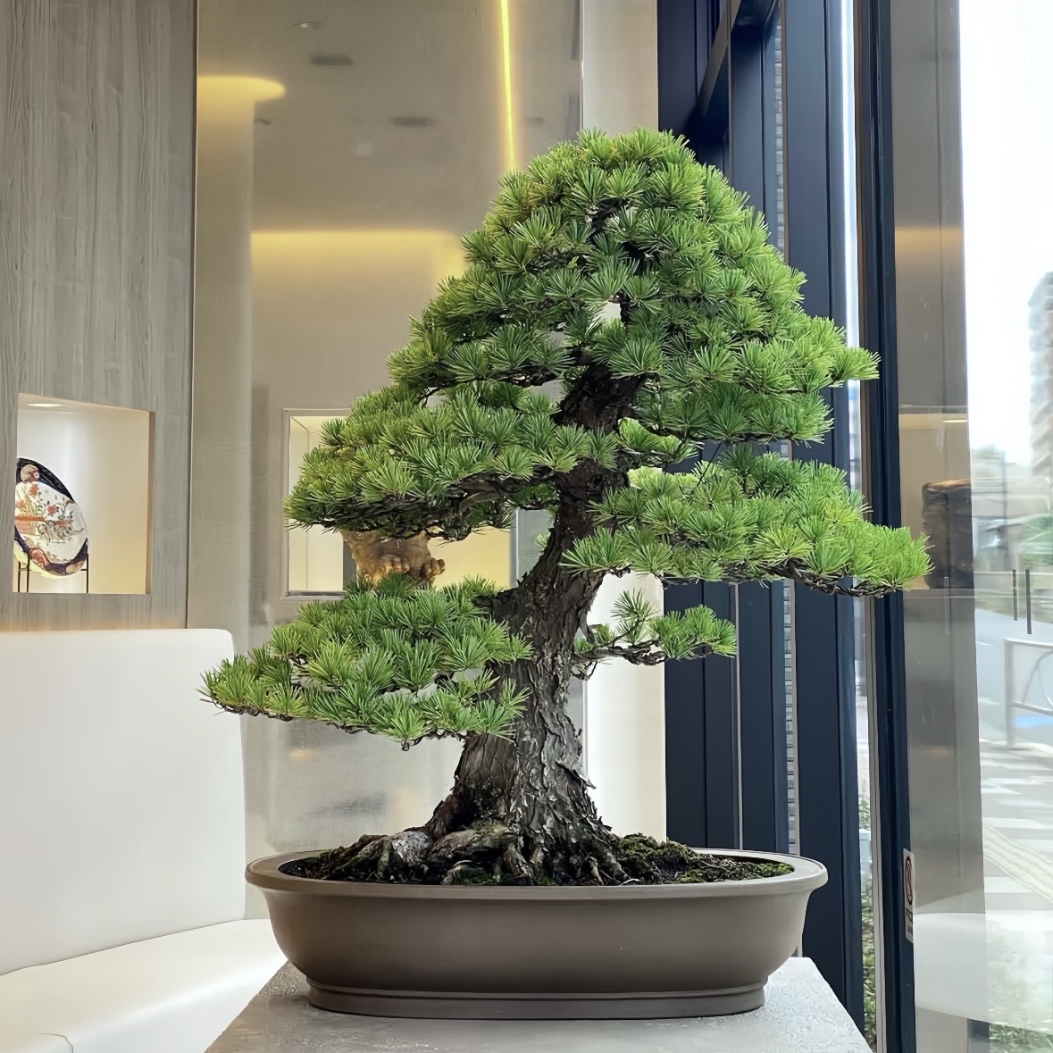 日本短针黑松盆景老桩造型迎客松